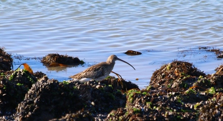 Wulp (Zeeland). Foto van Maaike S.